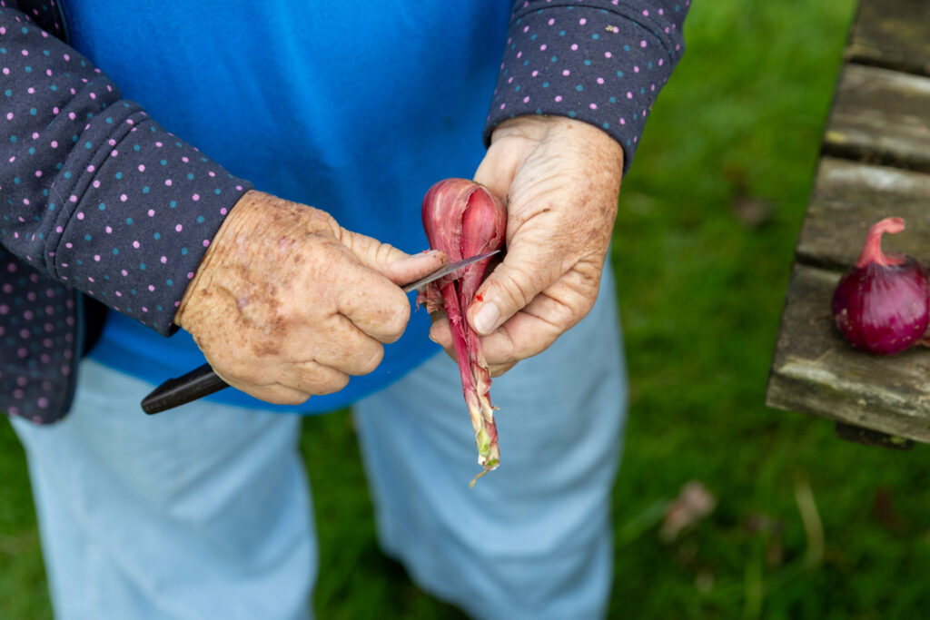 Older woman with brown spots from sun damage on both hands as she cuts a shallot in the garden.